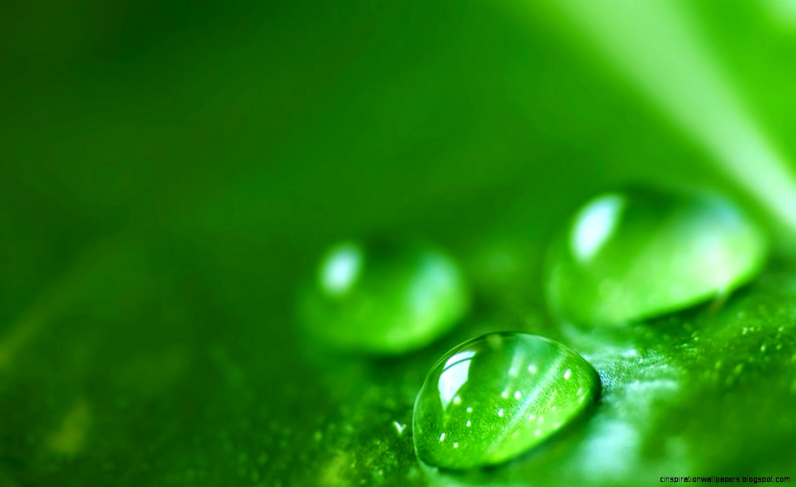 green dew Nature Plants Wallpaper Desktop wallpaper green dew Nature Plants Wallpaper Desktop wallpaper