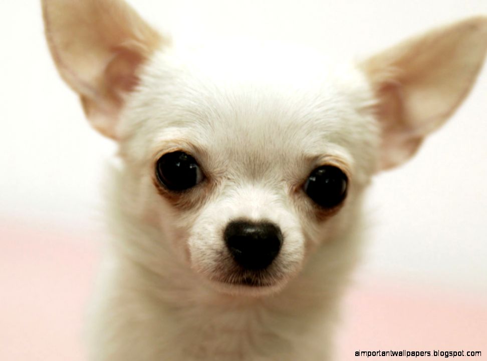 Chihuahua dog pictures Cute pet Cute Babies Chihuahua dog pictures Cute pet Cute Babies