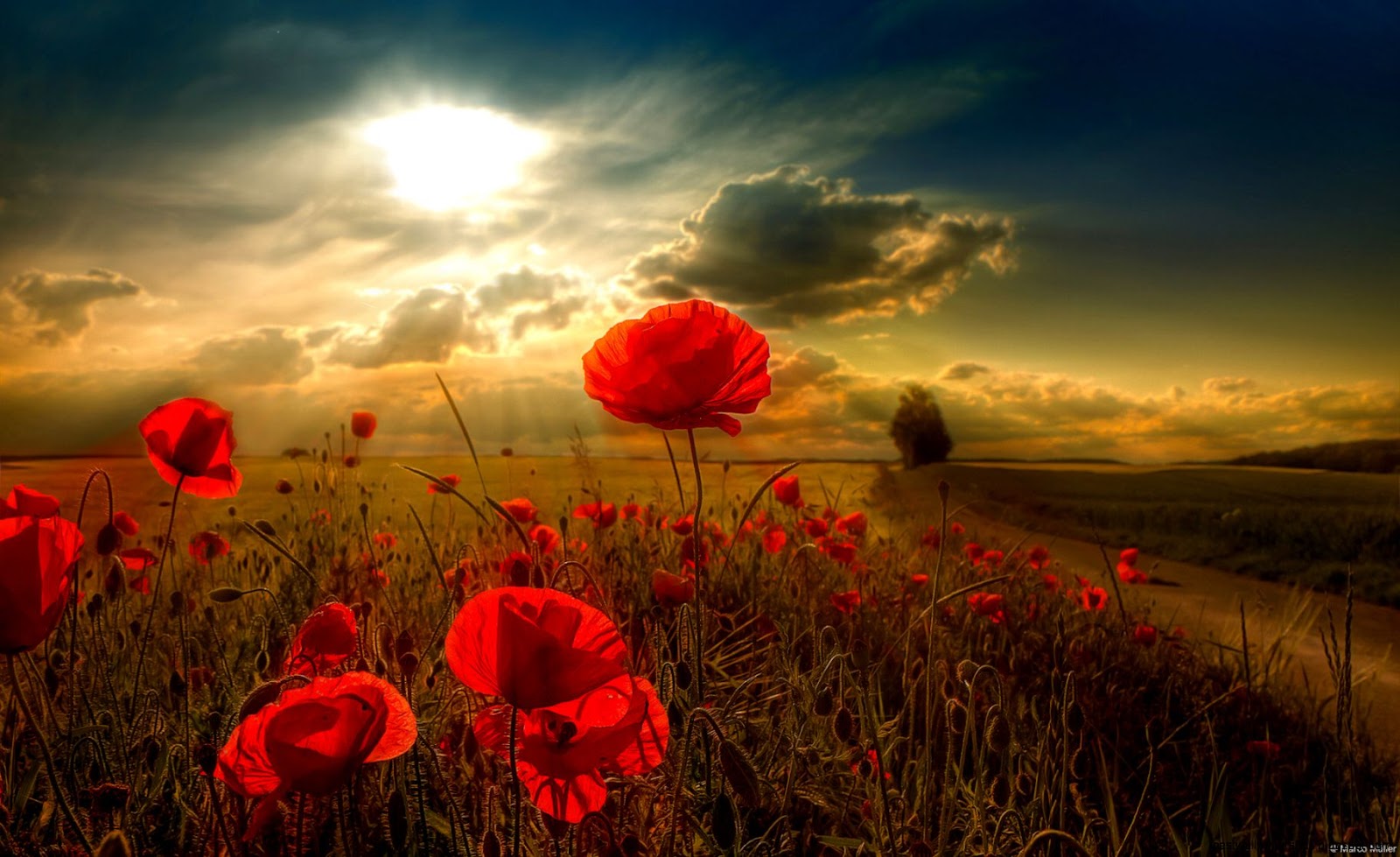 Beautiful Nature Scenery Flowers Beautiful Nature Scenery Flowers