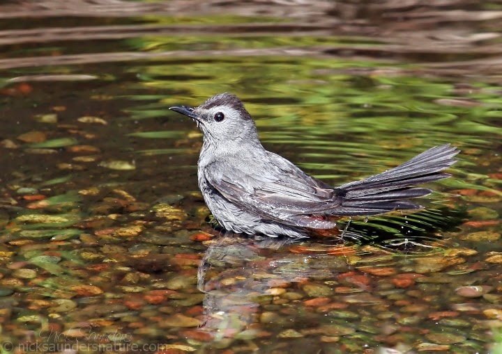Saskatchewan Birds, Nature and Scenery