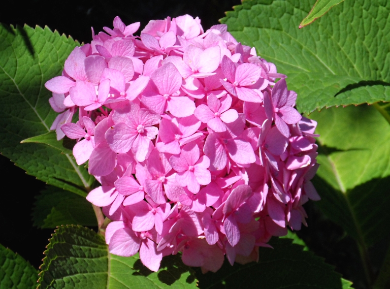 hudson valley resort spa summer flowers bloom in the hudson valley resort spa summer flowers bloom in the