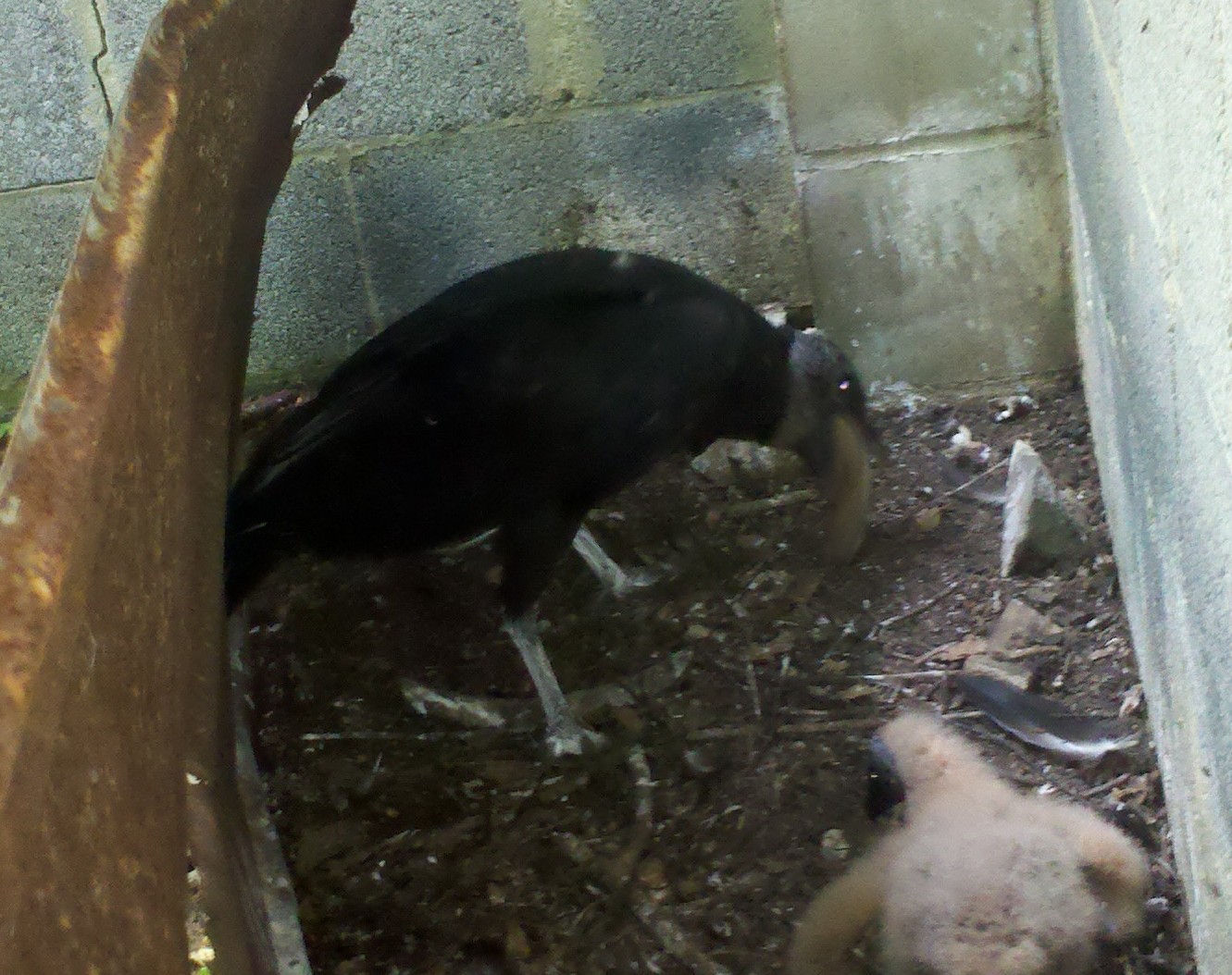 Razzberry Corner Baby Black Vulture