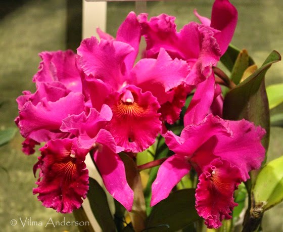 still fab and traveling orchids flowering in winter still fab and traveling orchids flowering in winter