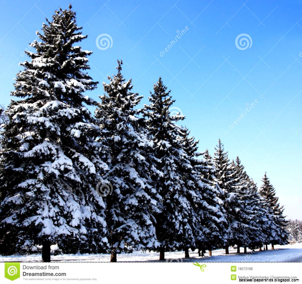 Winter Fir Trees with Snow Image Winter Fir Trees with Snow Image