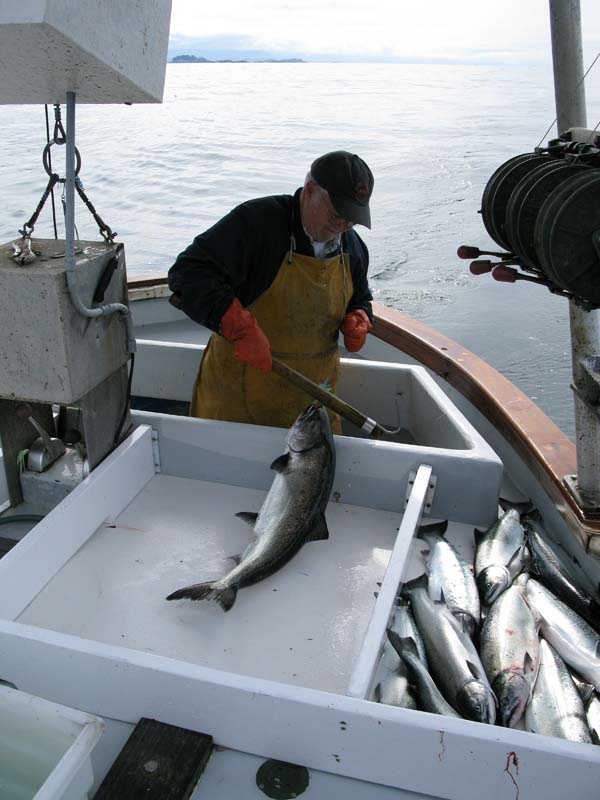 White King Salmon Commercial Salmon Trolling Day 2