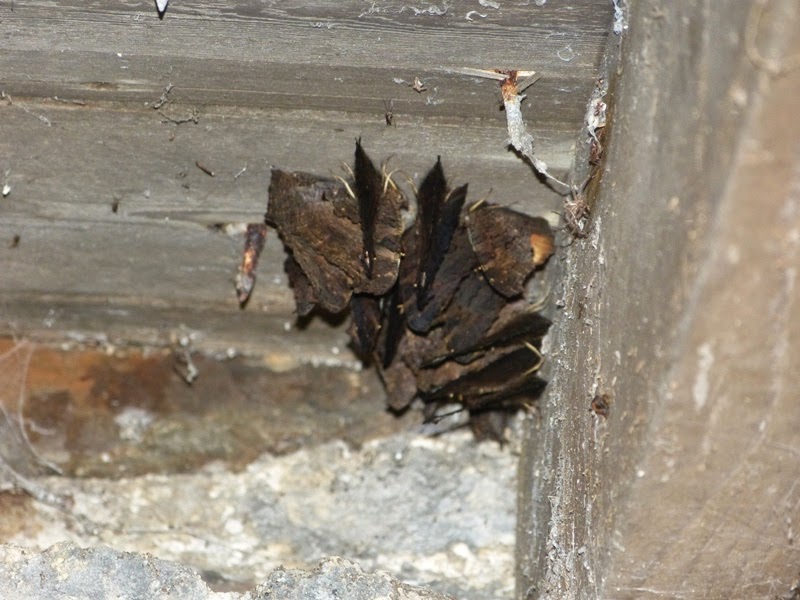 Butterfly Pictures Hibernating Butterflies