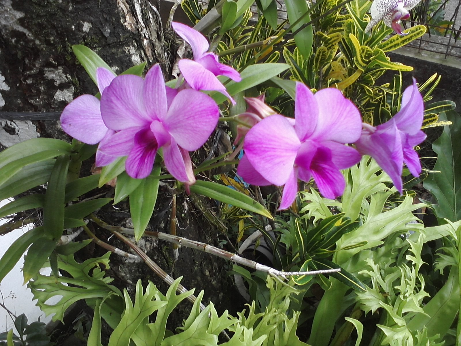 Types Of Dendrobium Orchids Types Of Dendrobium Orchids