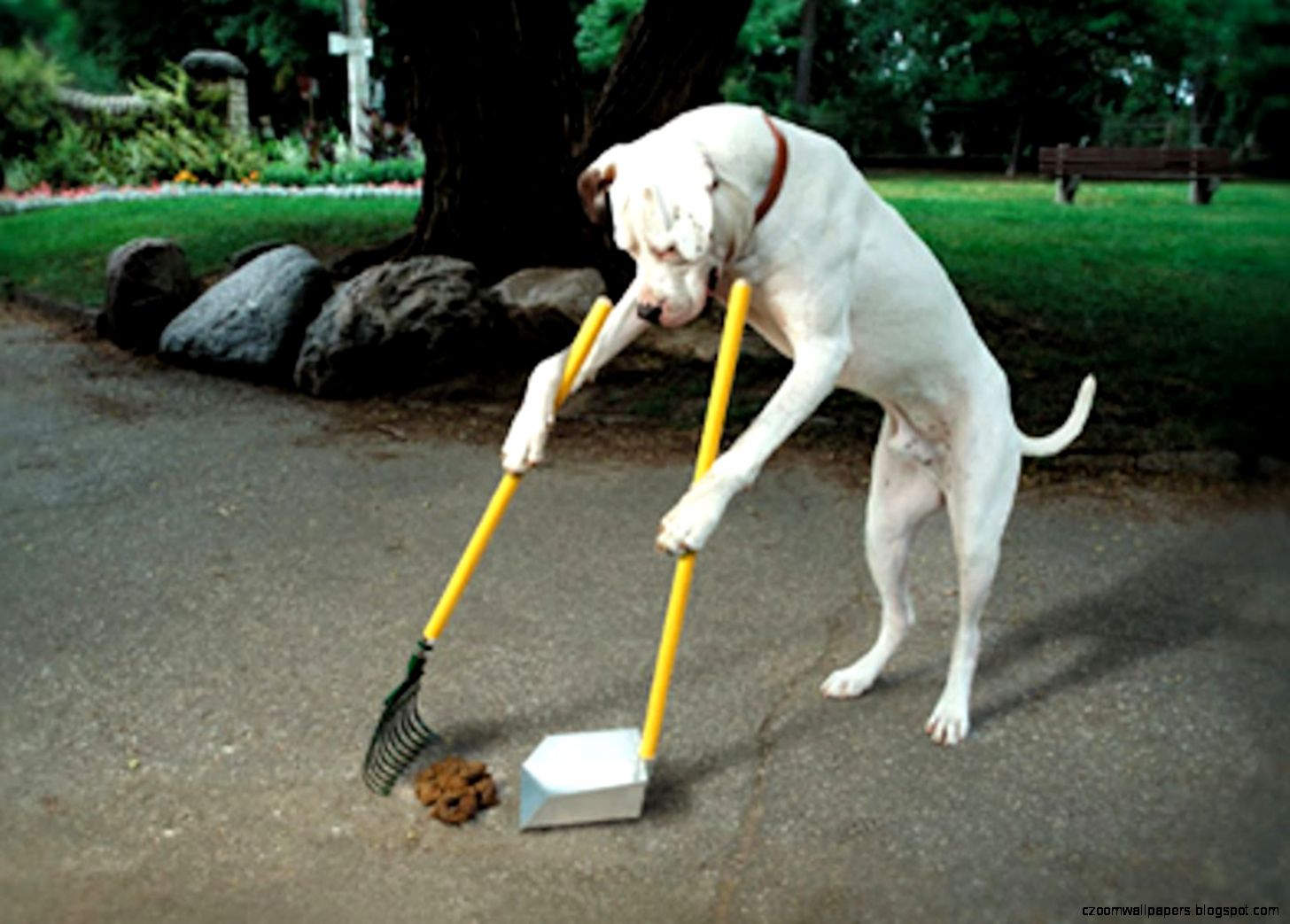 Funny Pitbull Dog Wallpaper 7010756 Funny Pitbull Dog Wallpaper 7010756