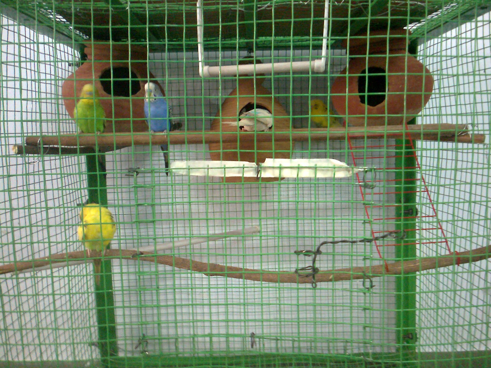 Budgerigar Care diy budgerigar breeding cage setup