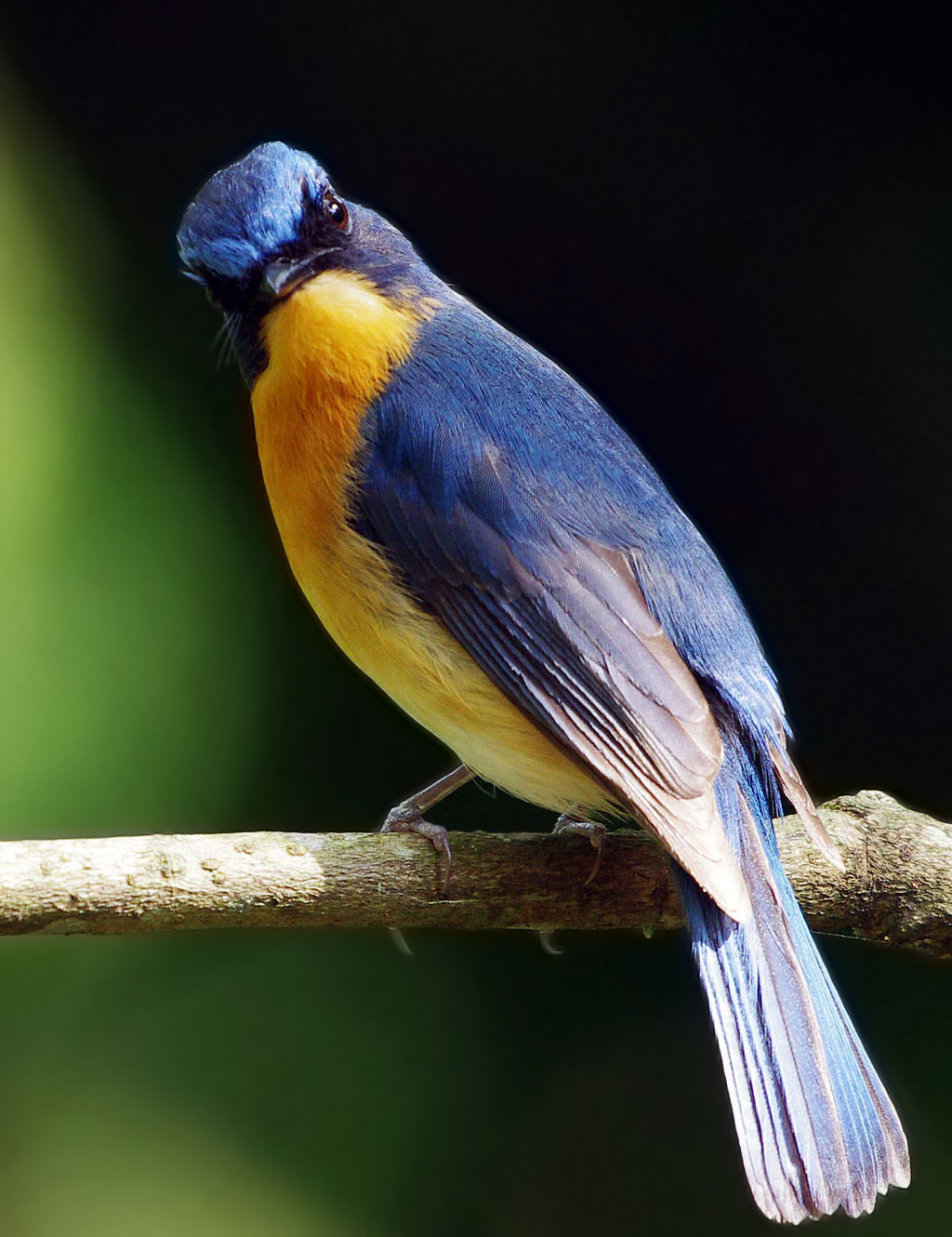 Burung Terunik Di Indonesia: Kenali Lebih Dekat Burung Tledekan Gunung