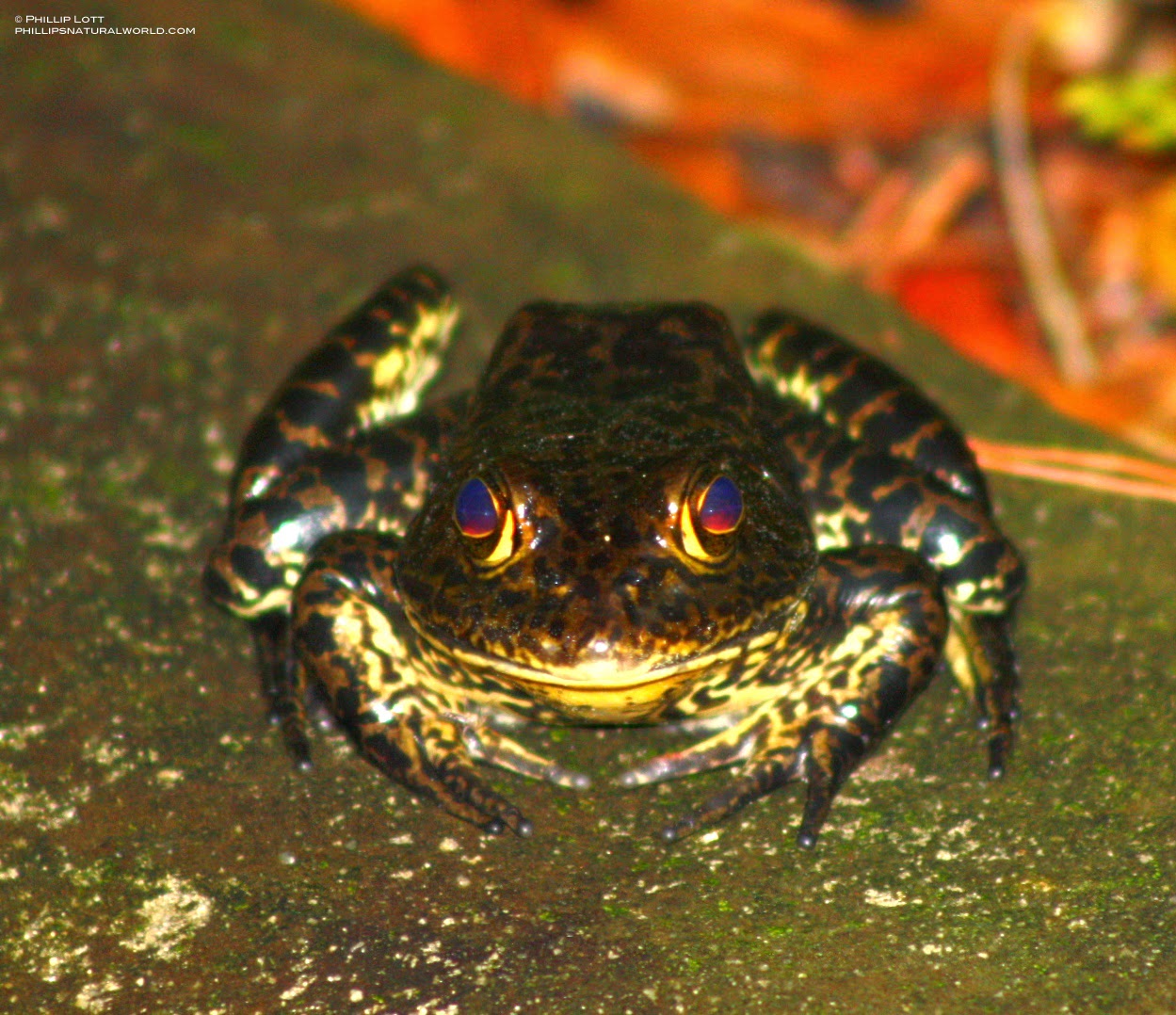 Giant Bullfrogs Take Over Pond