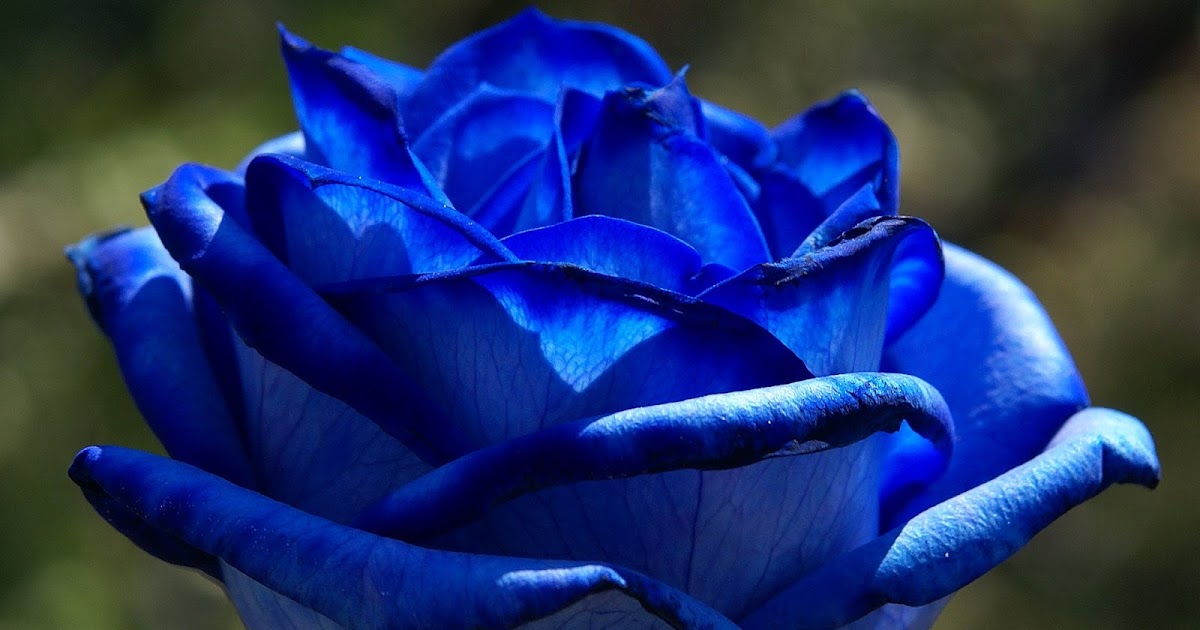 Blue Rose Flowers Flower HD Wallpapers, Images, PIctures, Tattoos and