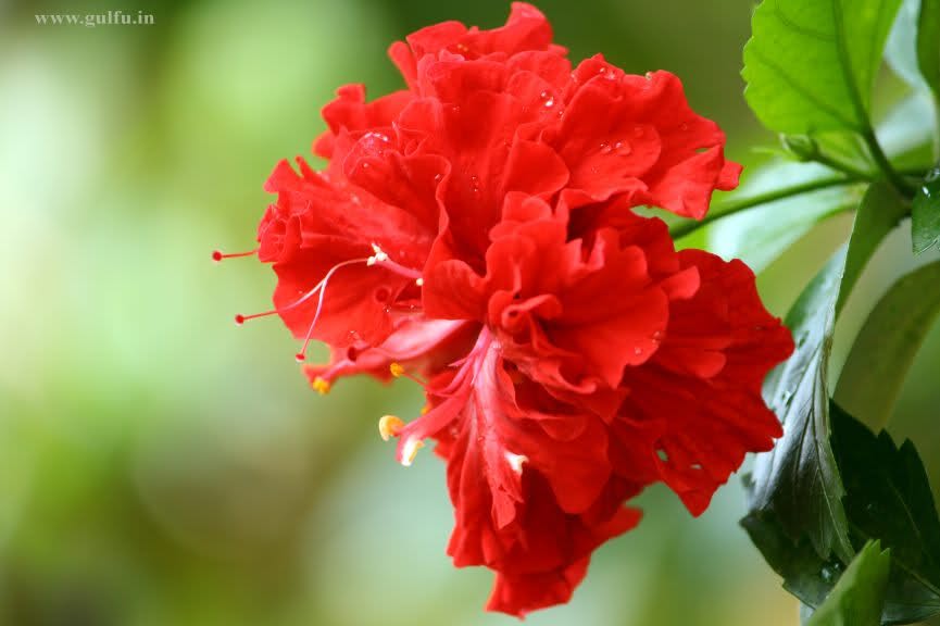 FLOWERS OF THE BLUE PRECIOUS FLOWERS