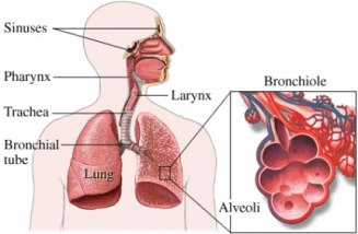 respiratory system project the respiratory system respiratory system works with