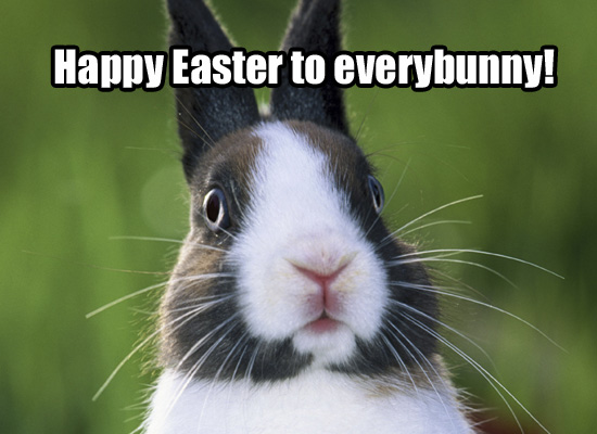 funny bunny. happy easter funny bunny