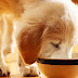 Η τροφή του μικρού σκύλου είναι διαφορετική ;