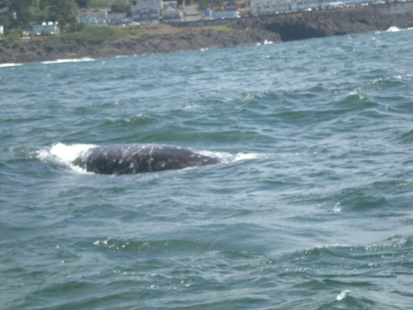 whale watching at depoe bay oregon tammy bowers whale watching at depoe bay oregon tammy bowers
