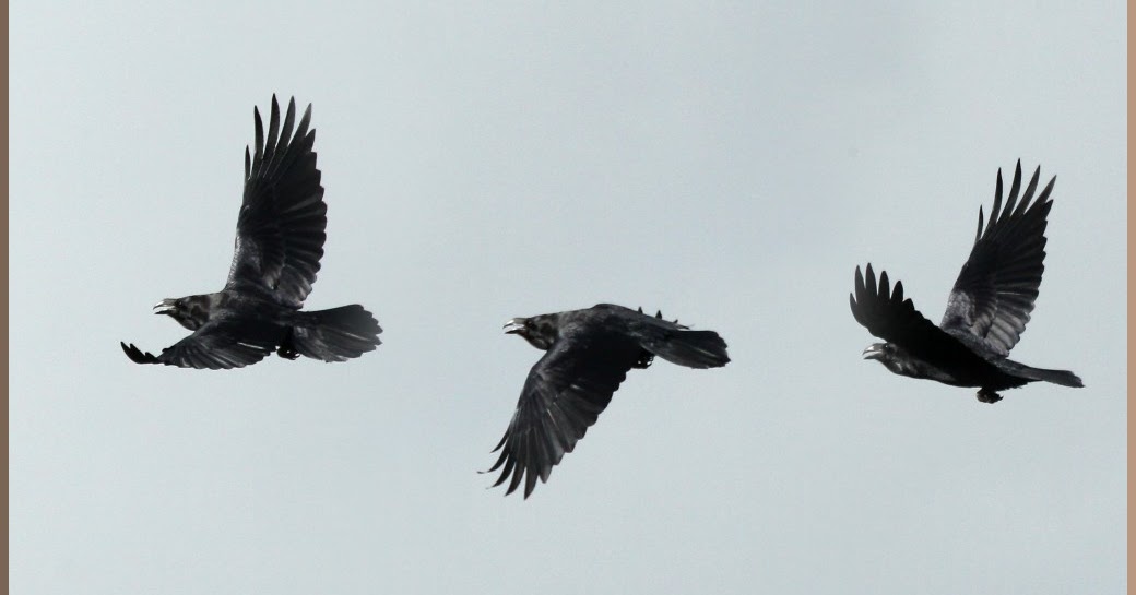 Maynard Life Outdoors and Hidden History of Maynard Suburban Ravens in