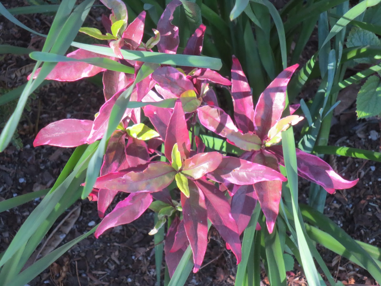 Poisonous Plants Hellebore Oleander And Vinca Or Periwinkle