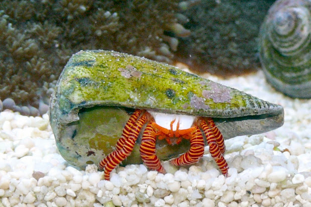 red leg hermit crab