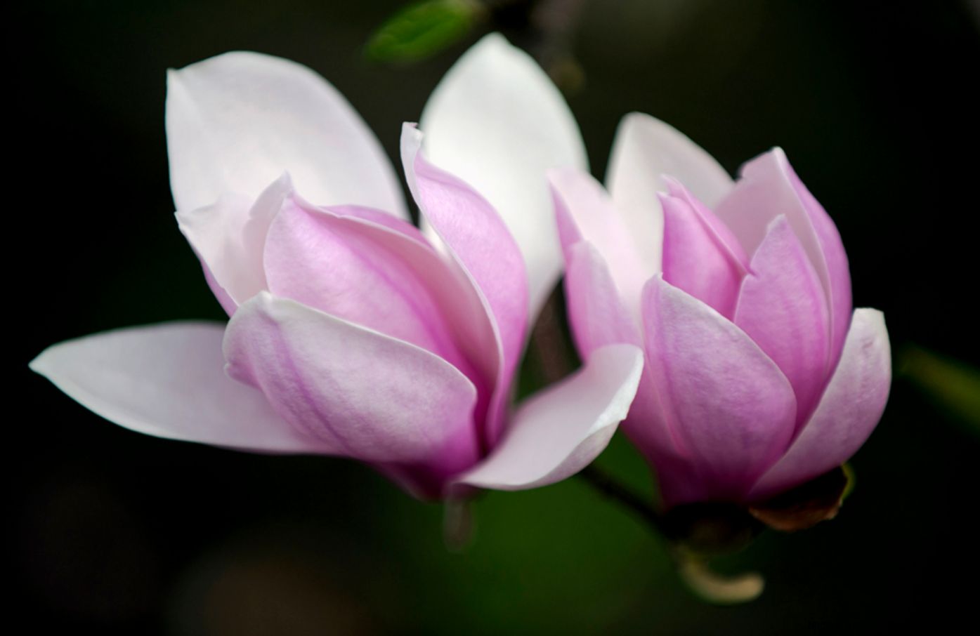 Magnolia blossoms flower photography art print flower gardens Magnolia blossoms flower photography art print flower gardens