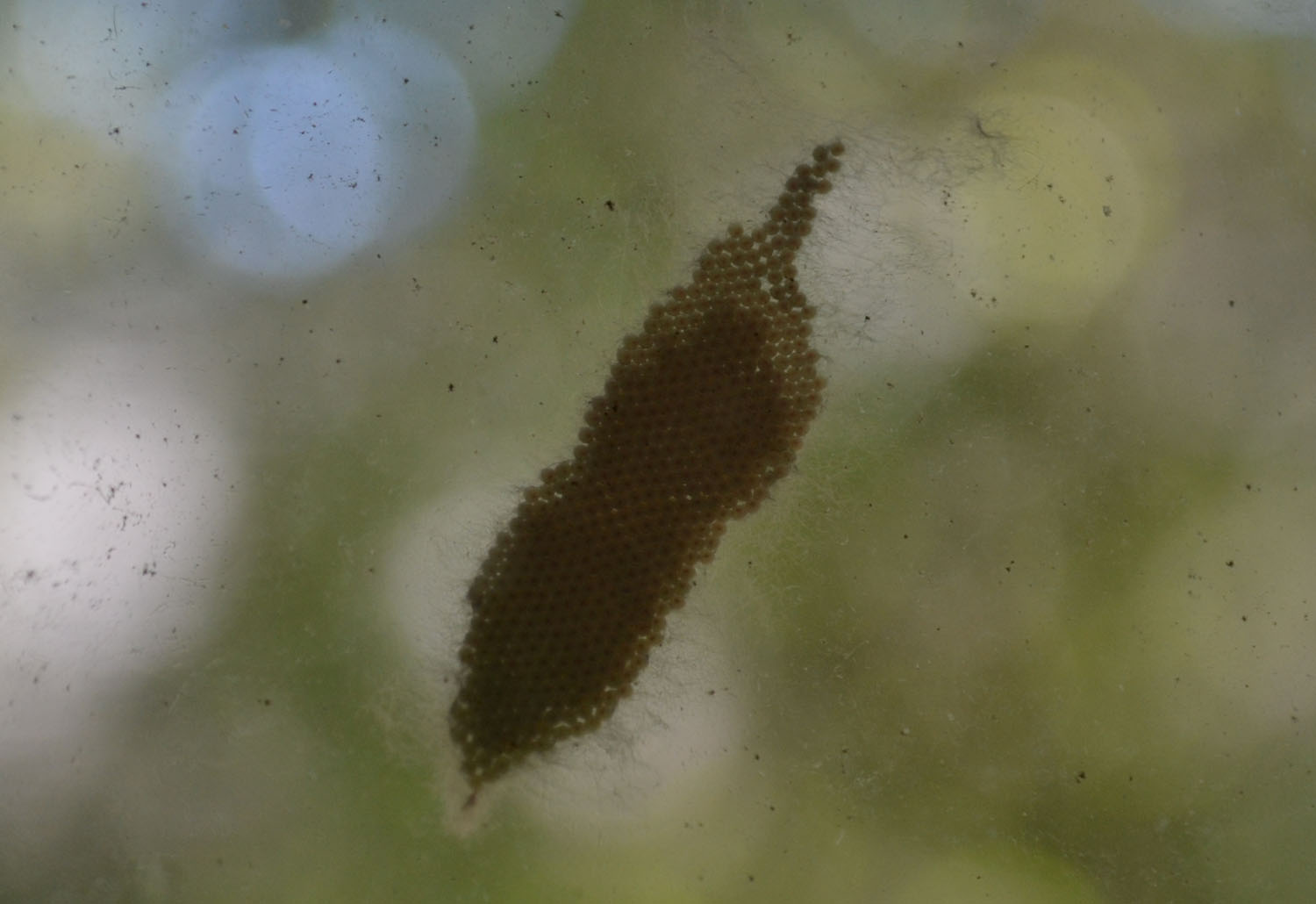 What's this thing growing on my window? r/Whatisthis
