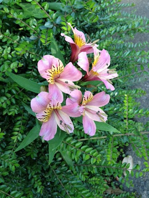 アルストロメリア(Alstroemeria)