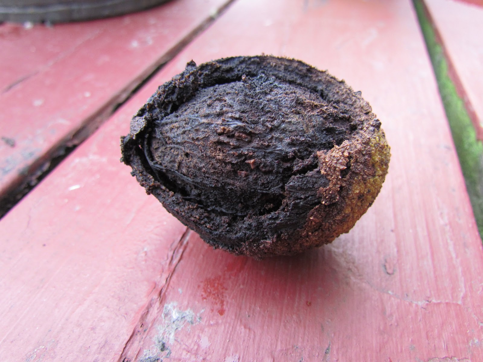 Homespun My life A hard nut to crack