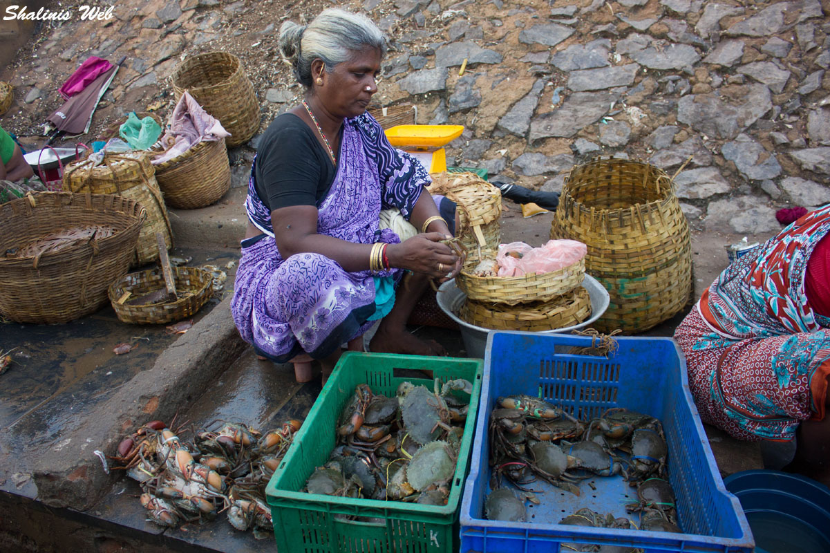 Shalini's  Fish MarketKasimedu ,Chennai