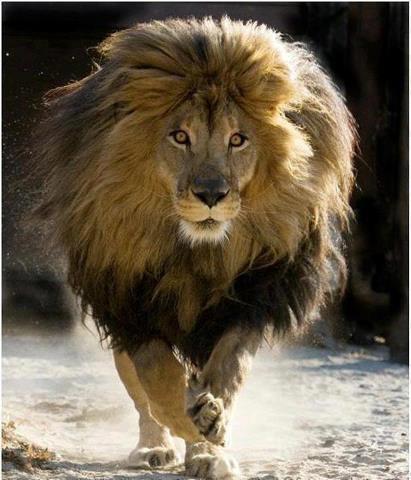 http://3.bp.blogspot.com/-ooQ9vtBJ8yc/T_EQkjBWBUI/AAAAAAAAA9g/Na-pyBlfpOU/s1600/The+biggest+lion+in+the+world+big+cats+african+big+five+big+animal+safari+pictures.jpg