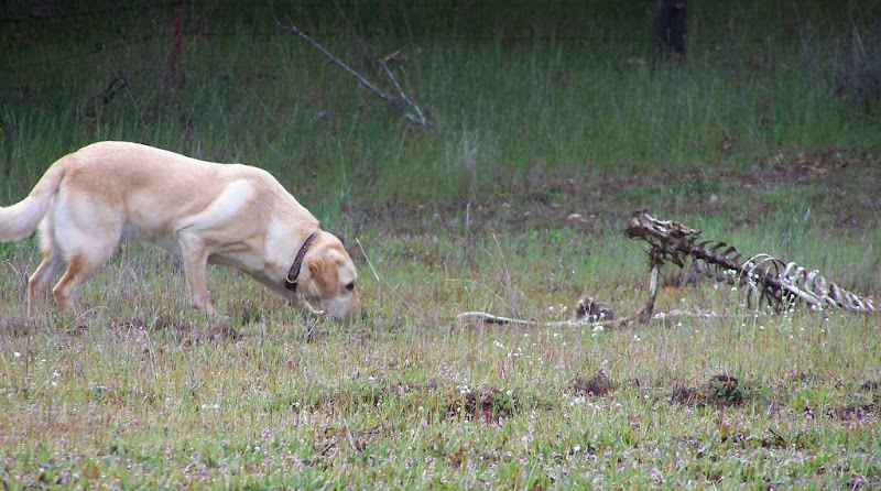 cabana with her head to the ground, sniffing a deer carcass, the spine and ribs are intact and angled up off the ground