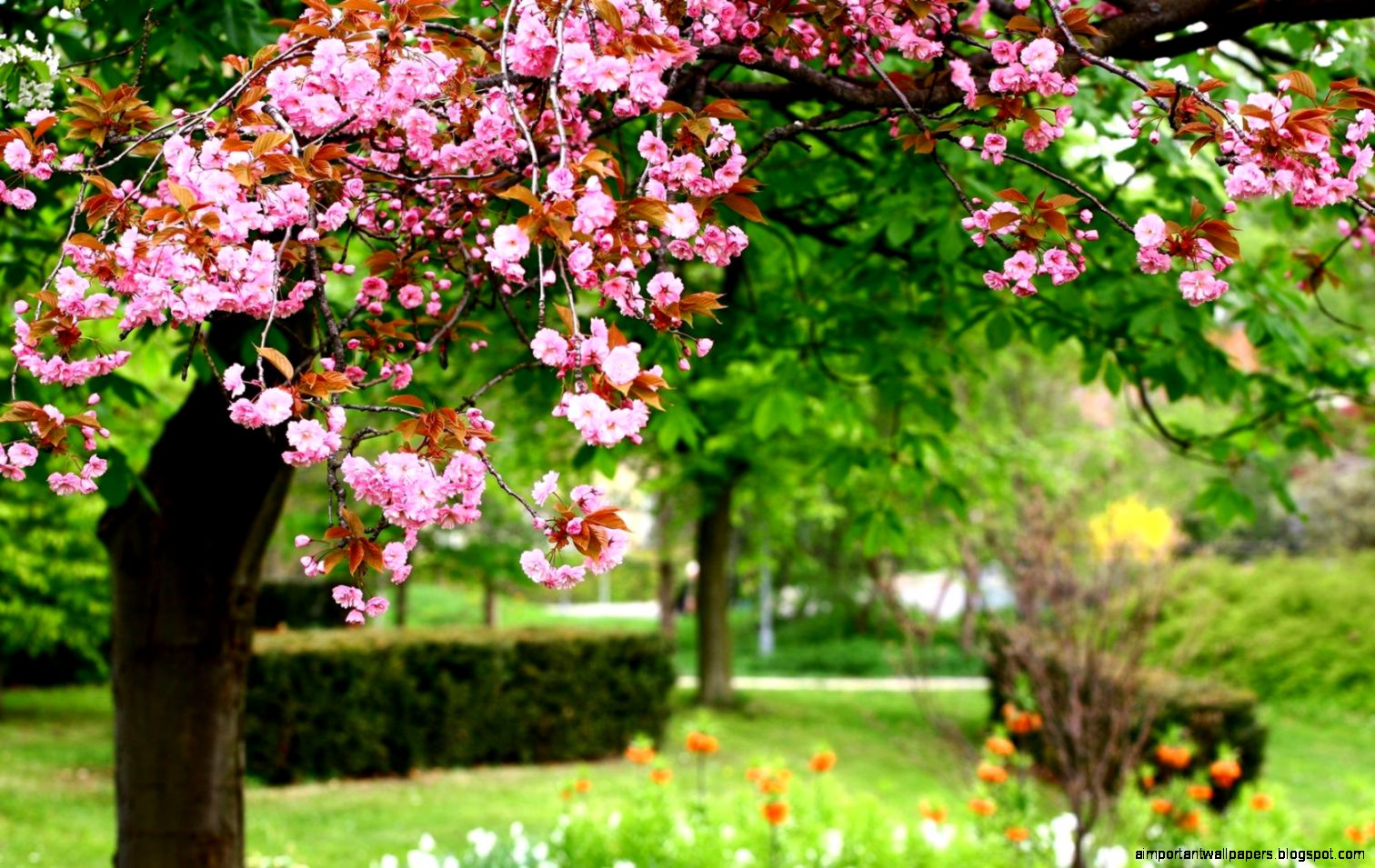 Cherry wallpapers WallpaperUP Cherry wallpapers WallpaperUP