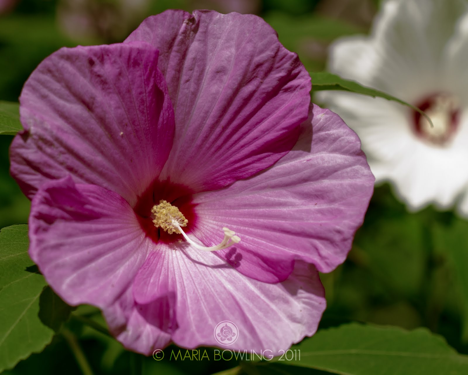 Pretty Medicine Hardy Hibiscus (Swamp rose mallow)
