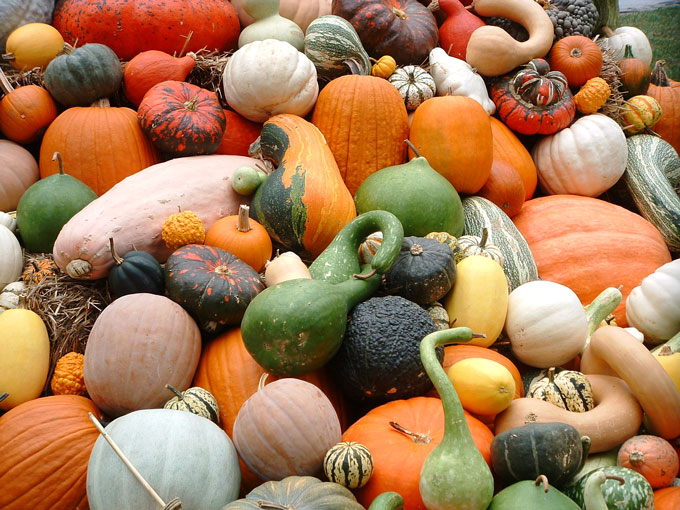 Seed to Feed Me WHAT IS THE DIFFERENCE BETWEEN A SQUASH, PUMPKIN AND A