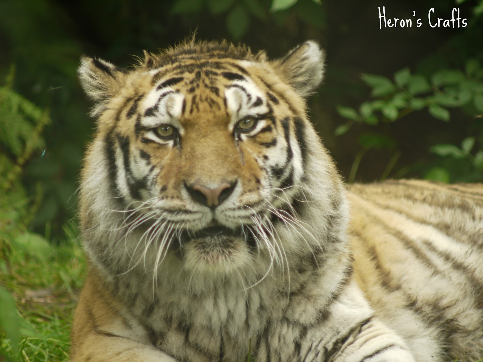 Heron's Crafts Dartmoor Zoological Park (aka the 'We Bought A Zoo' zoo!)