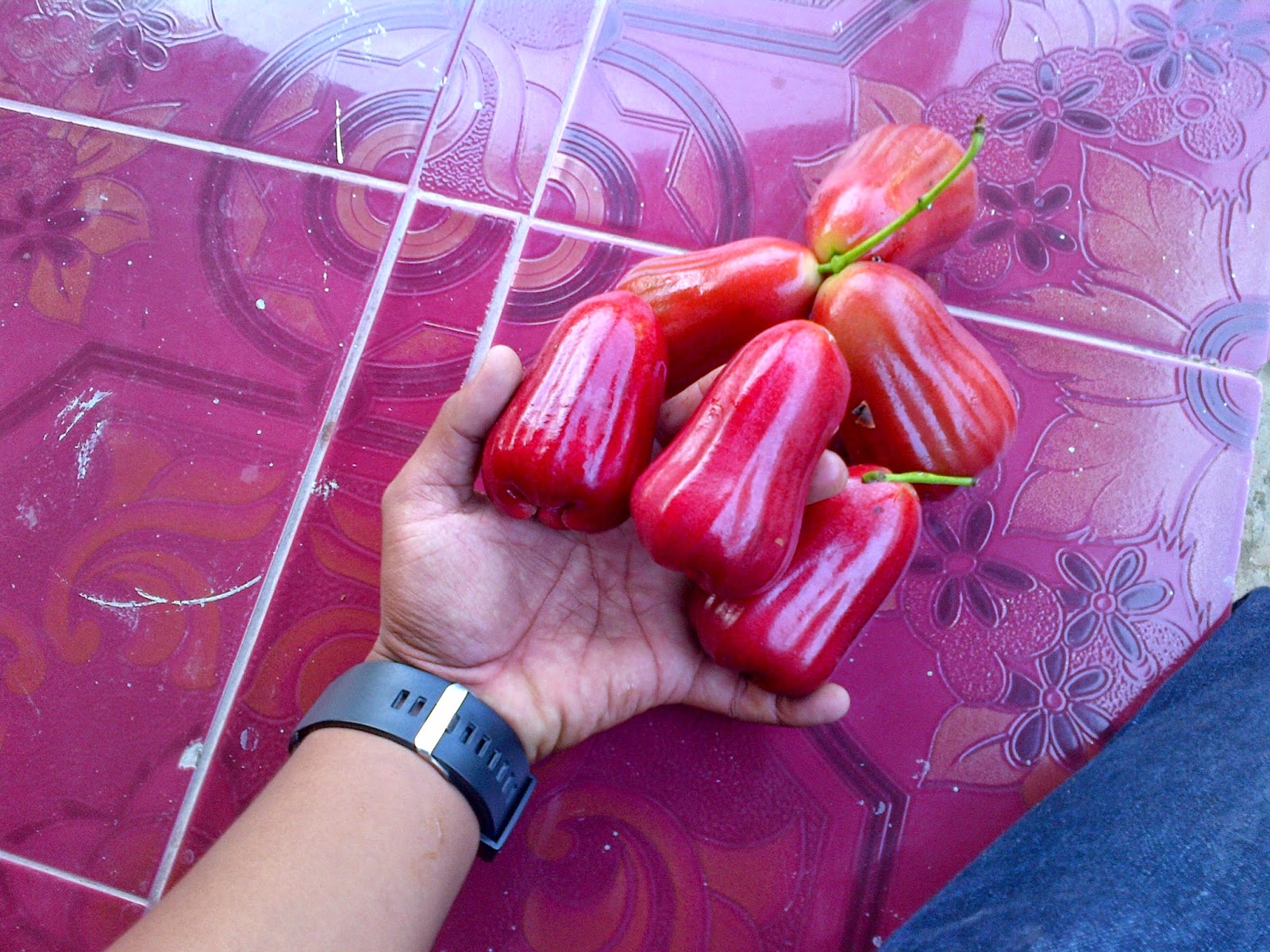 bibit buah jember jambu air citra bibit buah jember jambu air citra