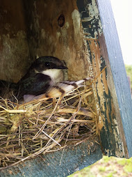Tree Swallow in Nestbox