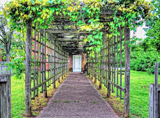 Growing Concord Grapes: Train Your Grapes to an Arbor