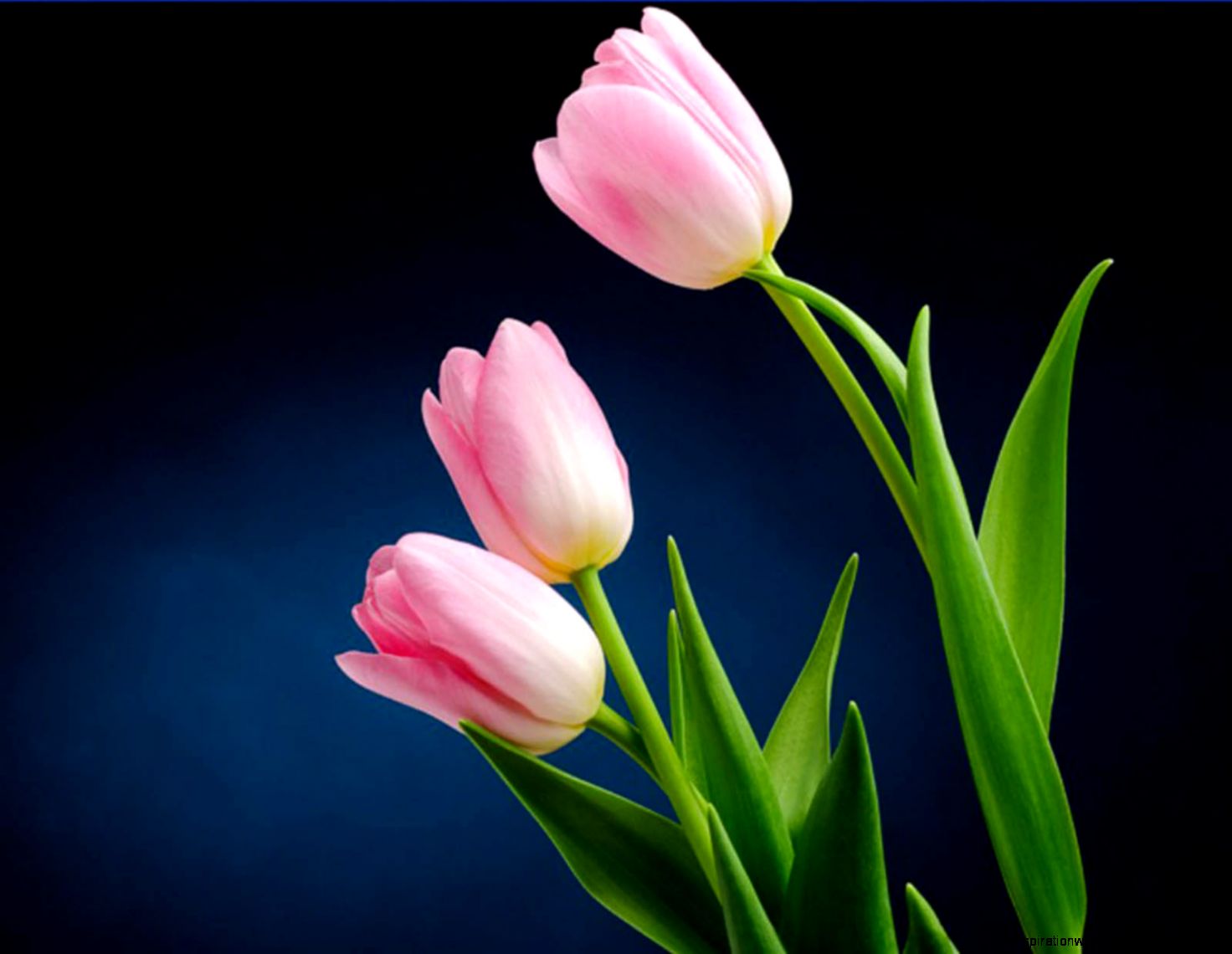 Pink Tulip Flower Desktop Pink Tulip Flower Desktop