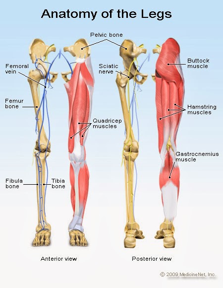 Human&Animal Anatomy and Physiology Diagrams: Anatomy of Legs
