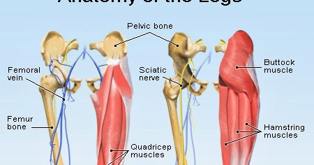Human&Animal Anatomy and Physiology Diagrams: Anatomy of Legs