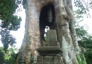 Monkey Forest Sangeh