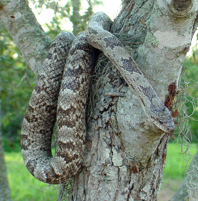 Gray Rat Snake ...