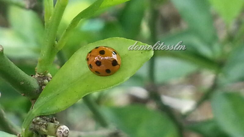 Karya Dari Telefon Bimbit Dari Minda Ke Halaman Kehidupan Diari Kumbang Kura Kura Ladybird Kawal Serangan Aphid Atau Kutu Daun Secara Semulajadi