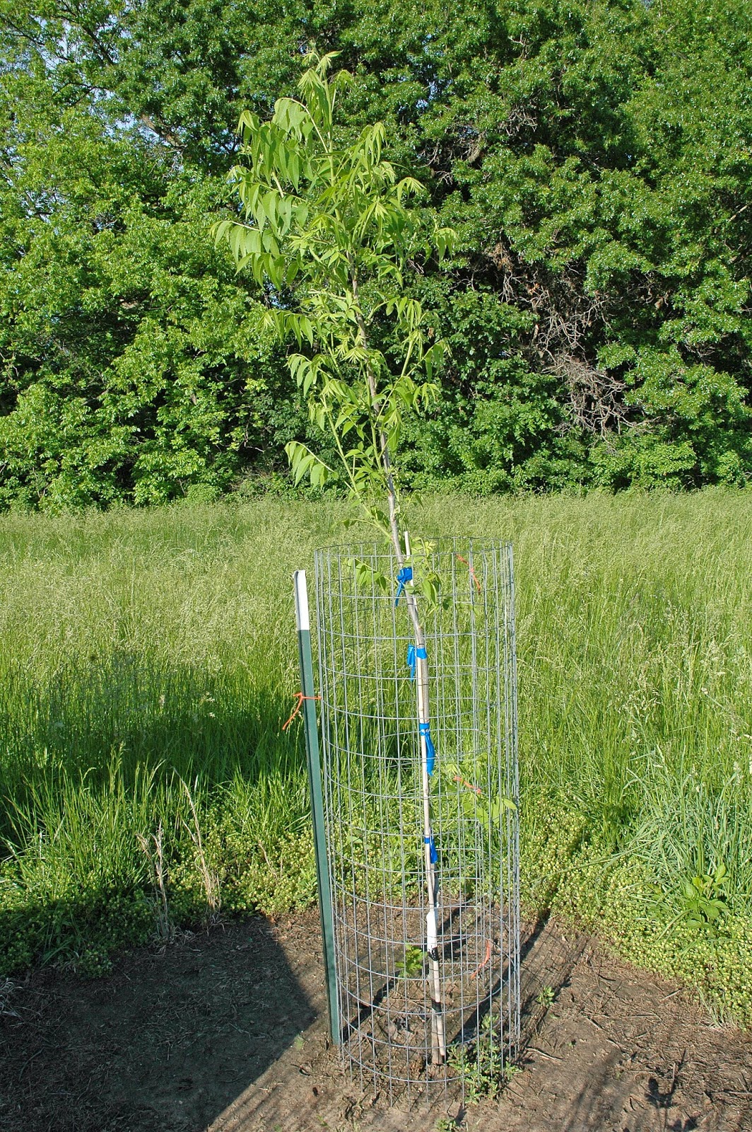 Northern Pecans Directive pruning young pecan trees
