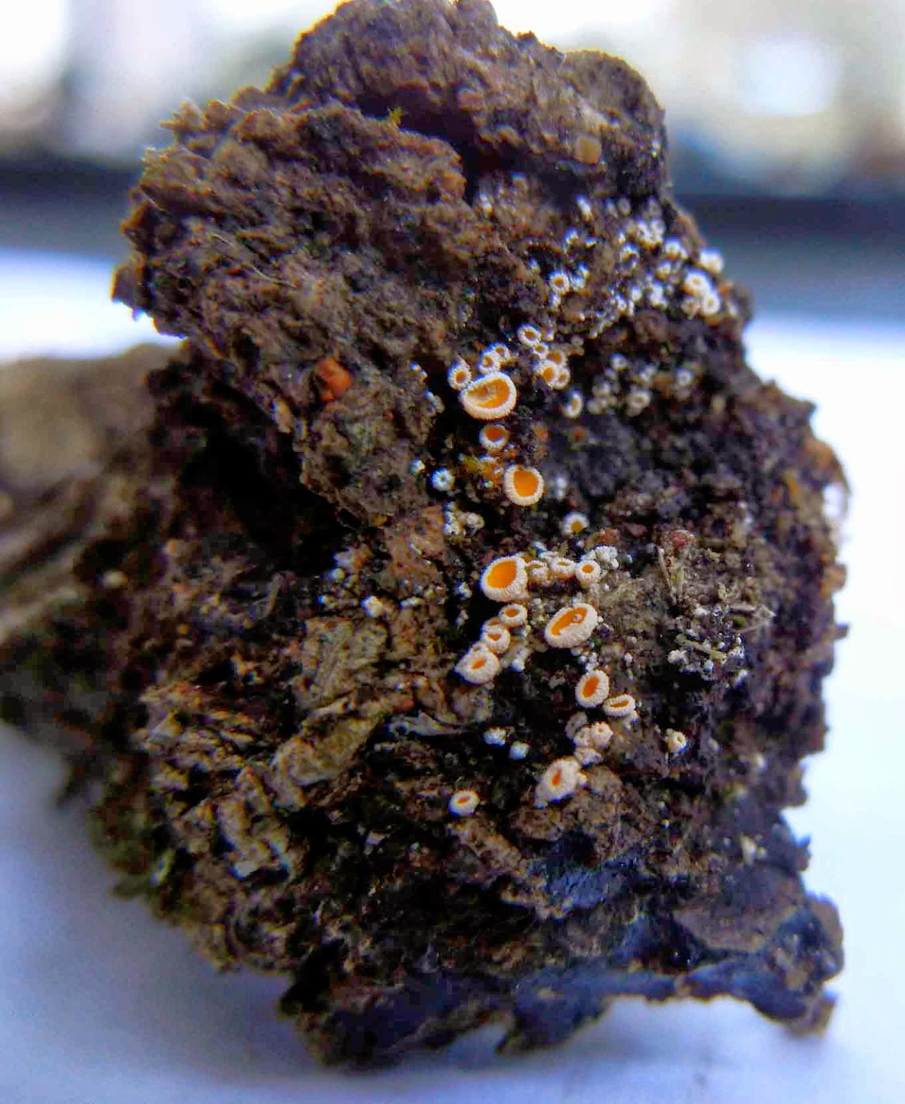 Weird And Wonderful Wild Mushrooms Tiny White Specks Lachnellula