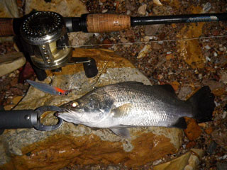 best barra rod and reel