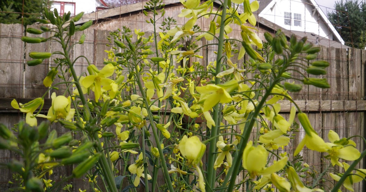 I'm In The Garden Today Kale for Bees?