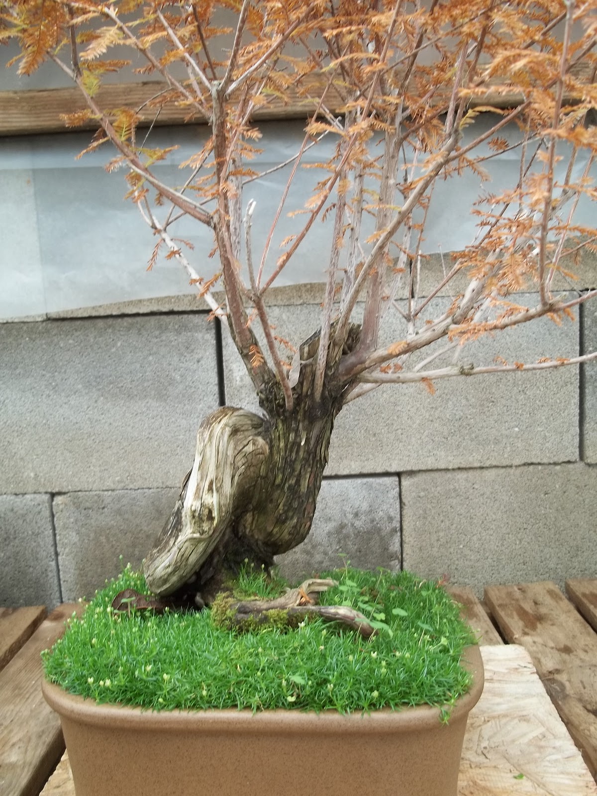 Bent Tree Bonsai cold weather just around the corner