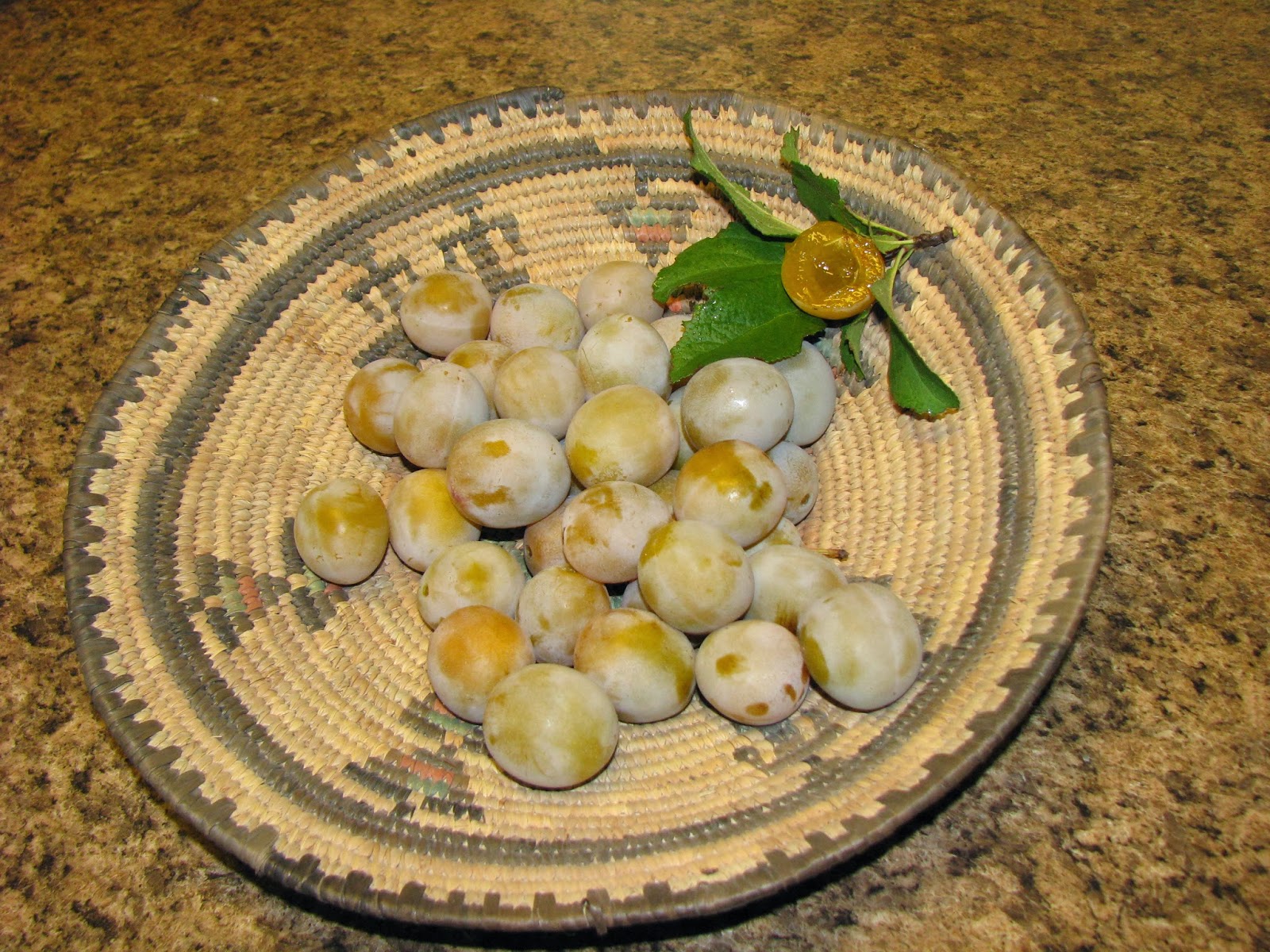 Healthy Biosphere Utah Potawatomi Heirloom Plum Pioneer History and